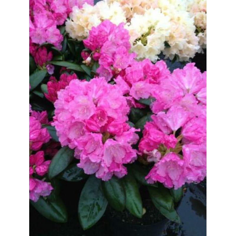 Rhododendron in diverse kleuren/maten/soorten/prijzen pot