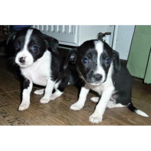 BORDER COLLIE x BOERENFOX puppy's
