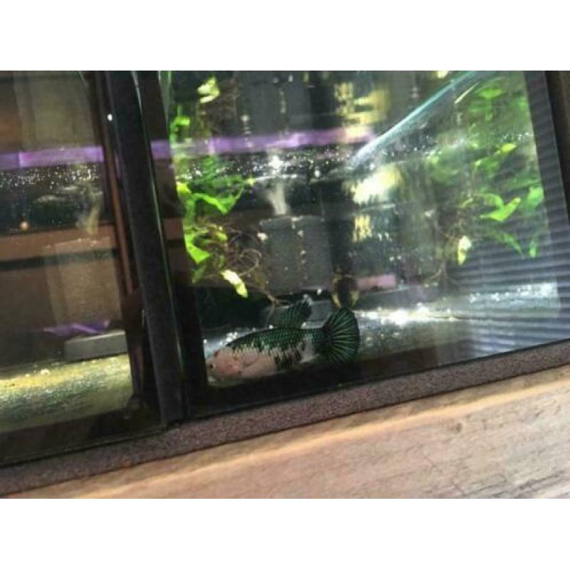 Betta koi Female HMPK!