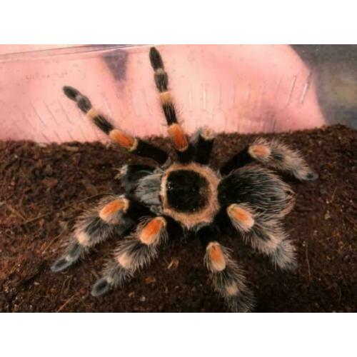 Brachypelma Hamori (voorheen Brachypelma Smithi) Small