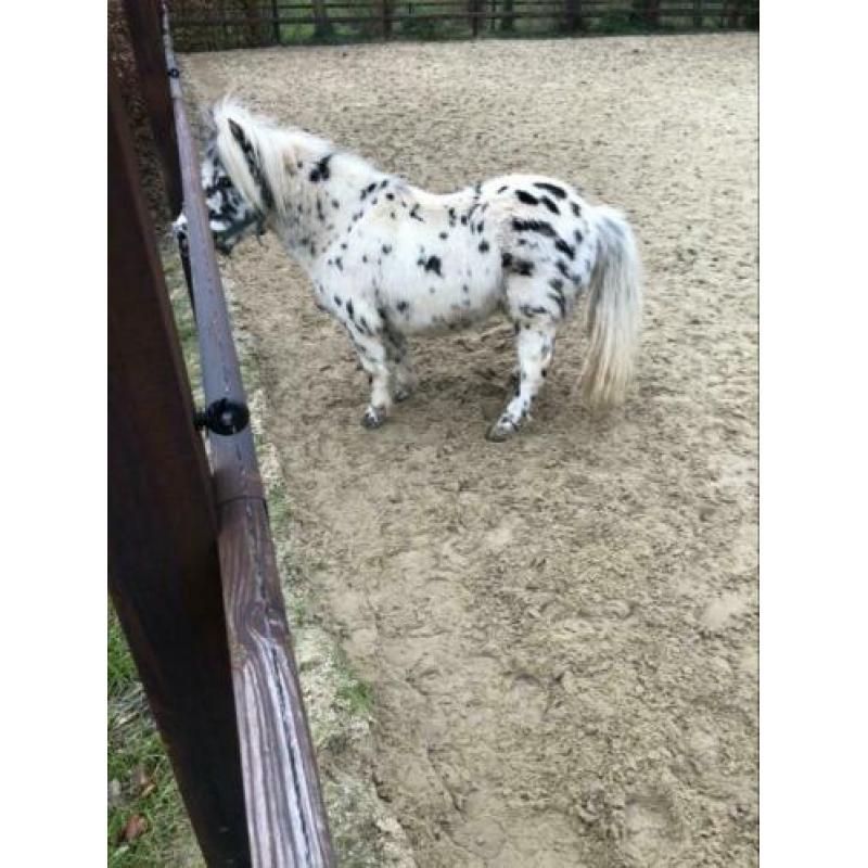 Mini dek hengsten ter dekking