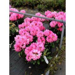 Rhododendron in diverse kleuren/maten/soorten/prijzen pot