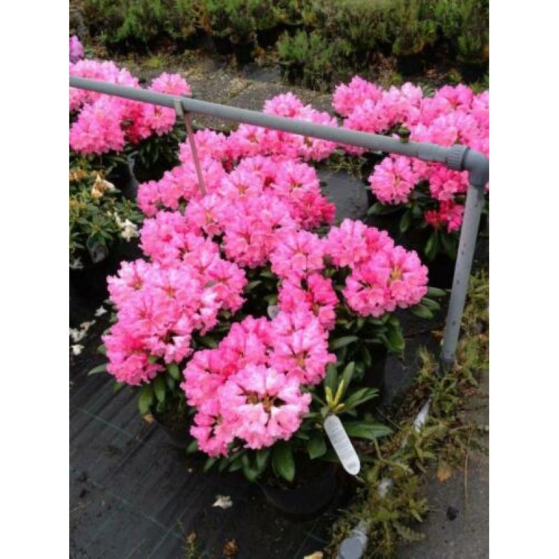 Rhododendron in diverse kleuren/maten/soorten/prijzen pot