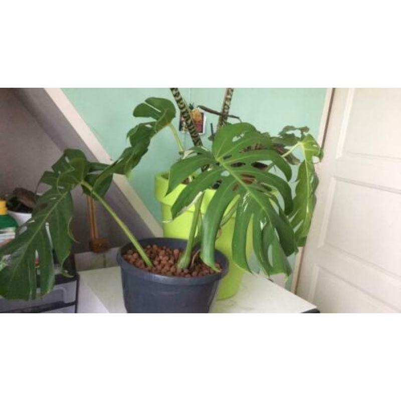 Monstera deliciosa albo variegata