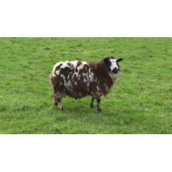 Drachtige Bonte Schapen