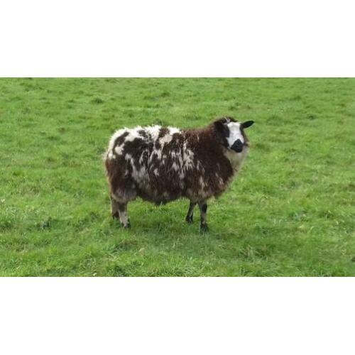 Drachtige Bonte Schapen