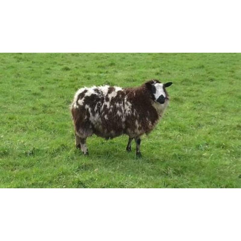 Drachtige Bonte Schapen