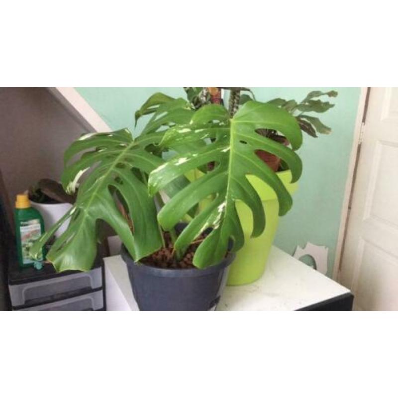 Monstera deliciosa albo variegata