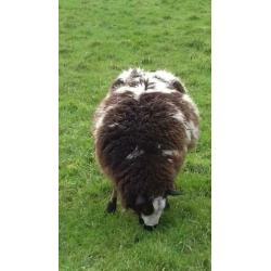 Drachtige Bonte Schapen