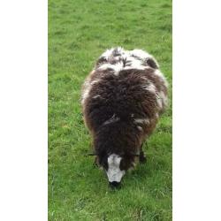 Drachtige Bonte Schapen