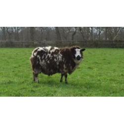 Drachtige Bonte Schapen