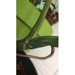 Monstera deliciosa albo variegata