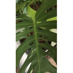 Monstera deliciosa albo variegata
