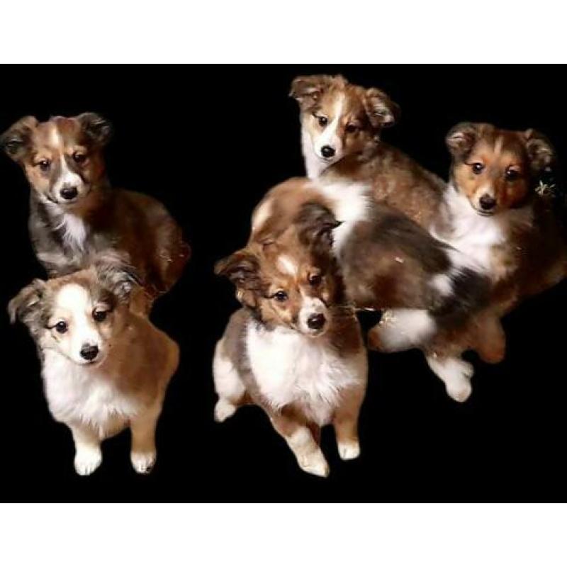 Lieve Sheltie x Kooiker Pups