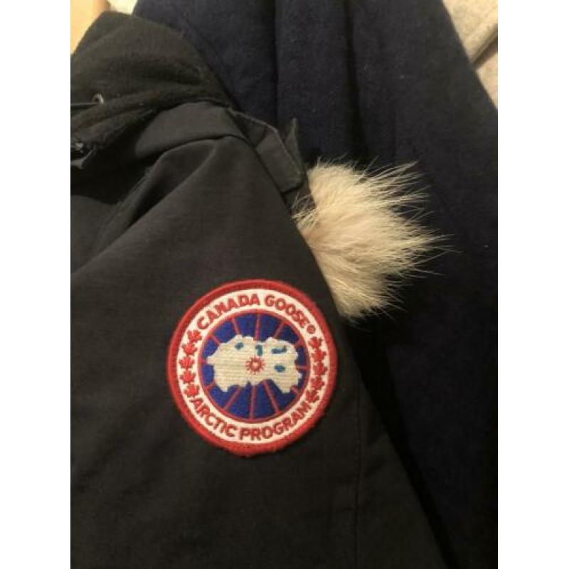 Canada goose has