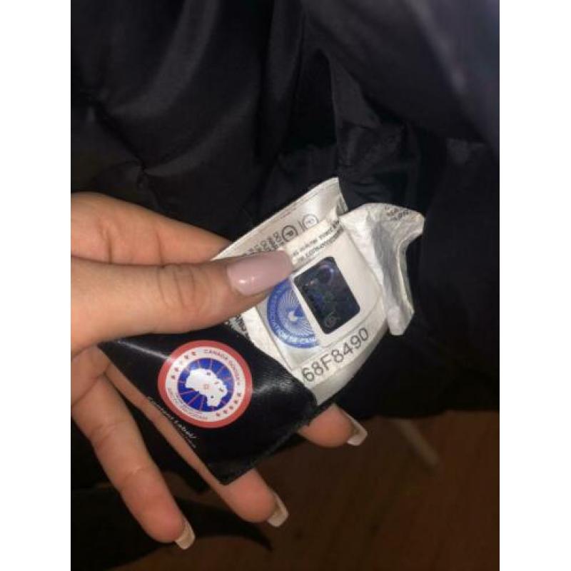 Canada goose has