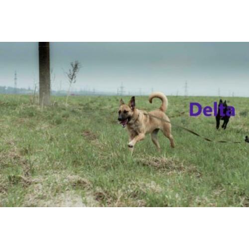 Delta wil graag haar liefdevolle thuis