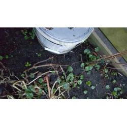 5 druivenplanten