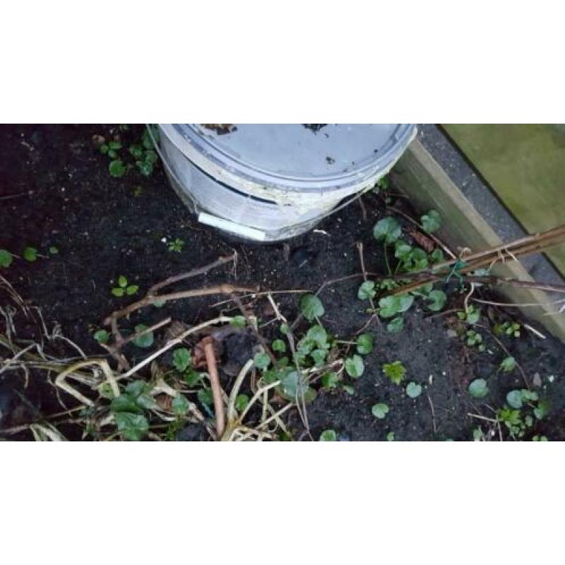 5 druivenplanten