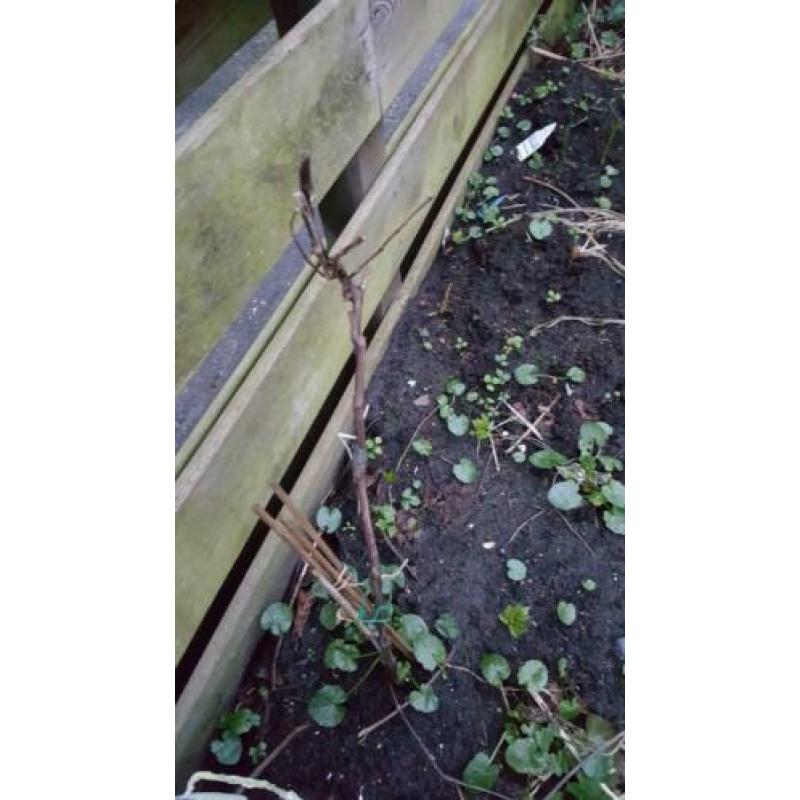5 druivenplanten