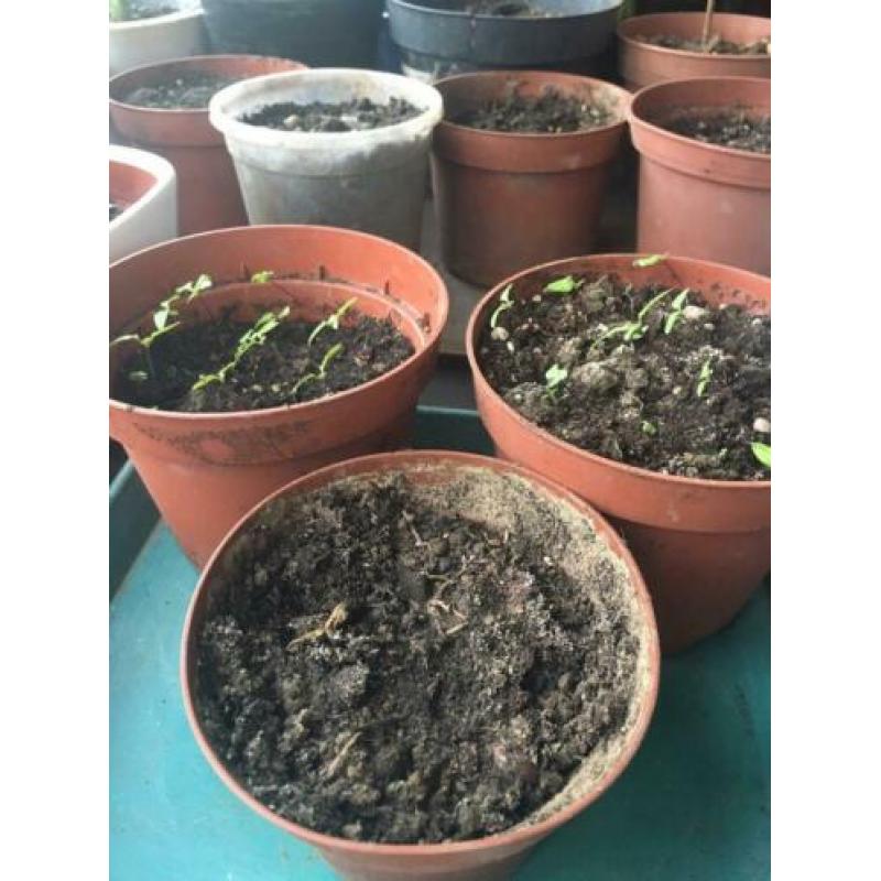 Kweekpotjes bloempotten zaden stekjes diverse maten