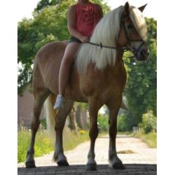 Knappe & lieve haflinger! 12 jaar, stokmaat 1.46