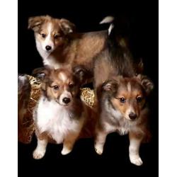 Lieve Sheltie x Kooiker Pups