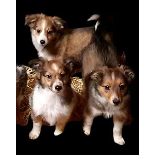 Lieve Sheltie x Kooiker Pups