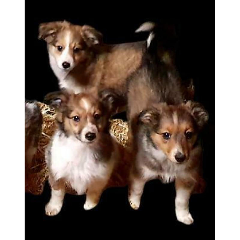 Lieve Sheltie x Kooiker Pups