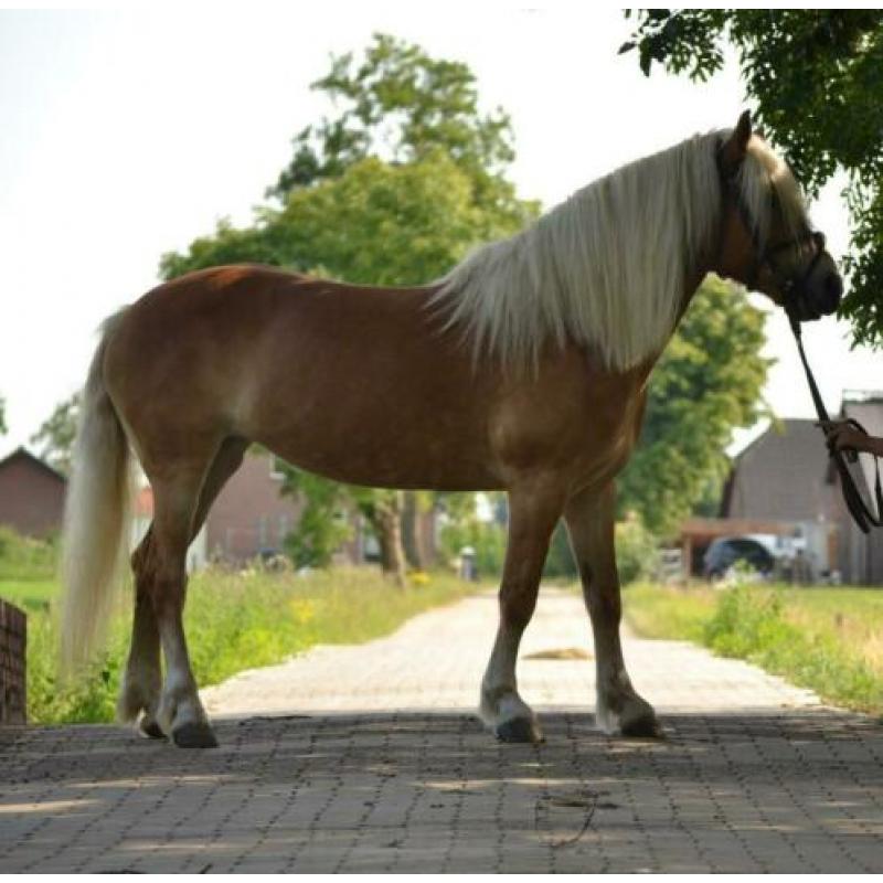 Knappe & lieve haflinger! 12 jaar, stokmaat 1.46