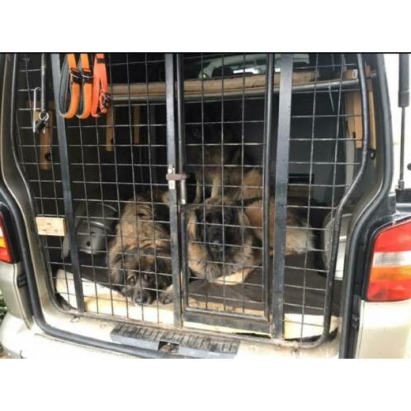 Hondenrek op maat Volkswagen transporter T5