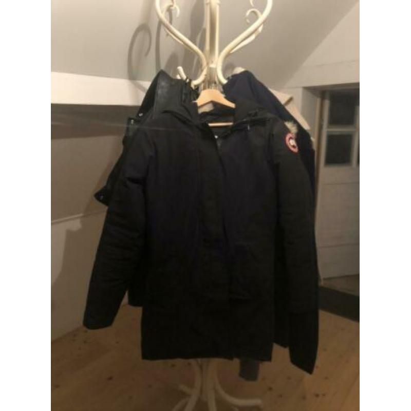 Canada goose has