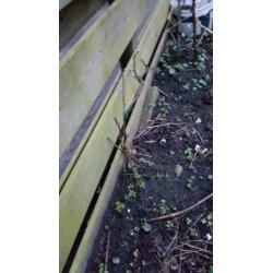 5 druivenplanten