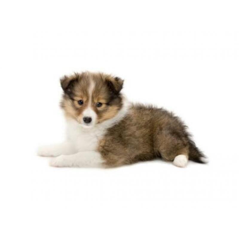 Lieve Sheltie x Kooiker Pups