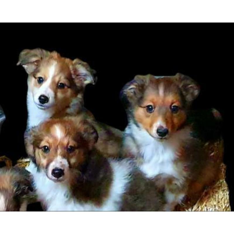 Lieve Sheltie x Kooiker Pups