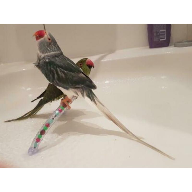 Vogel douche/raamstokken