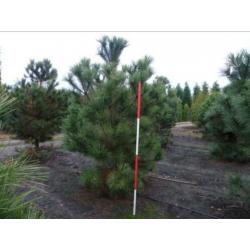 Pinus Nigra en Pinus Sylvestris mooie struiken
