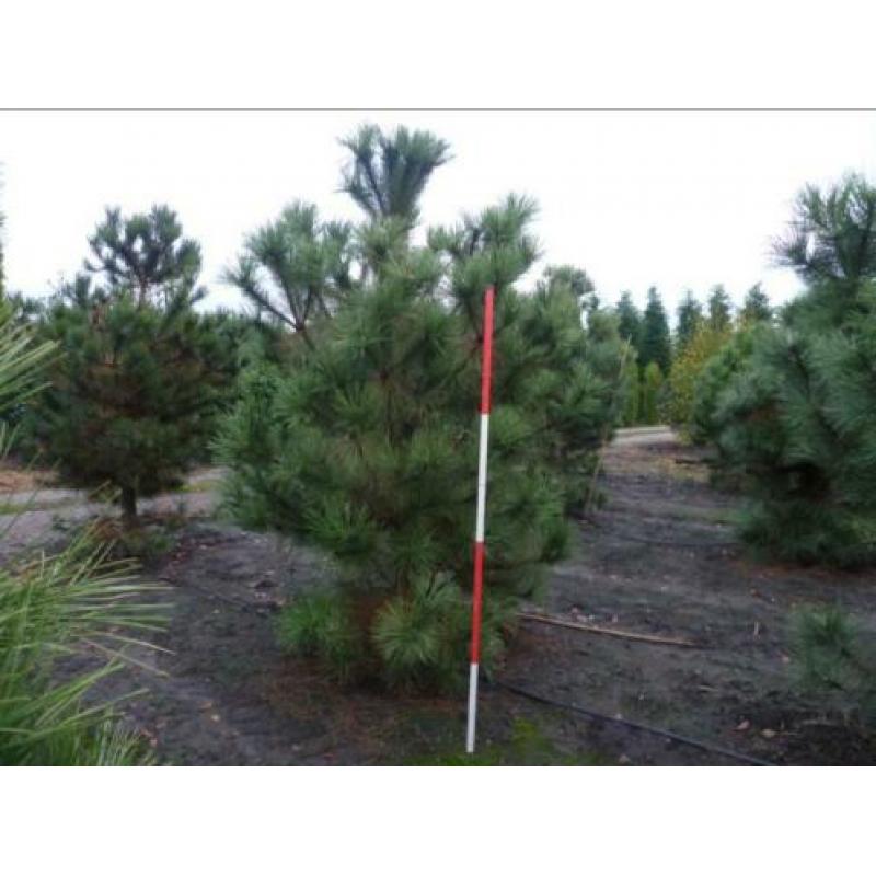 Pinus Nigra en Pinus Sylvestris mooie struiken