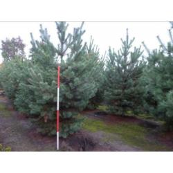 Pinus Nigra en Pinus Sylvestris mooie struiken