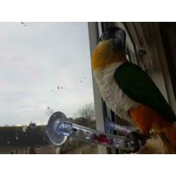 Vogel douche/raamstokken