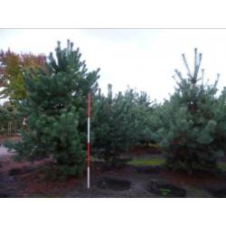 Pinus Nigra en Pinus Sylvestris mooie struiken