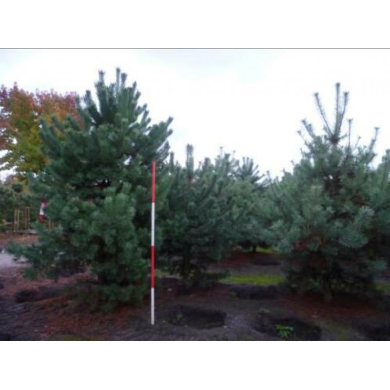 Pinus Nigra en Pinus Sylvestris mooie struiken