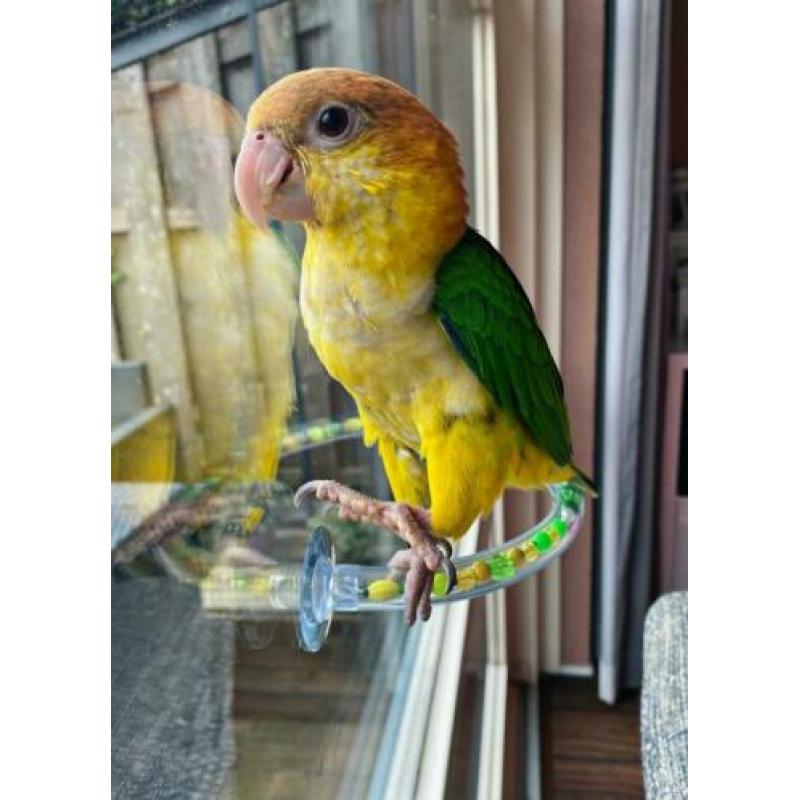 Vogel douche/raamstokken