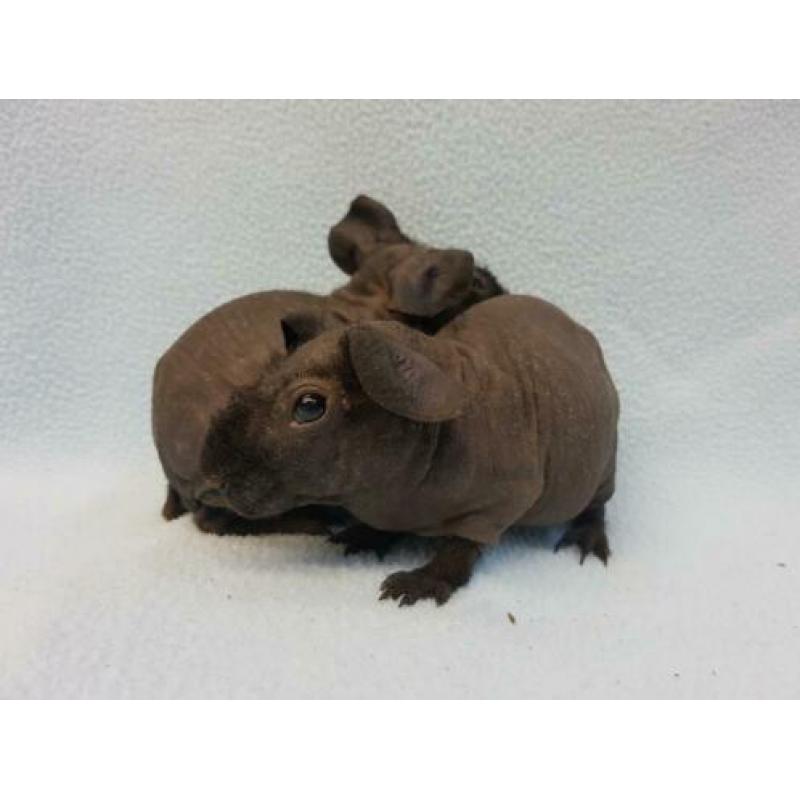 2 skinny cavia zeugjes mogen bijna verhuizen