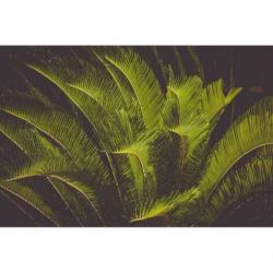 Cycas Revoluta - Vredespalm 240-250cm art31113