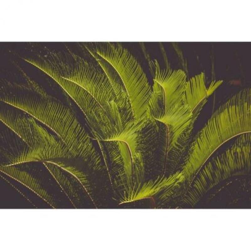 Cycas Revoluta - Vredespalm 240-250cm art31113