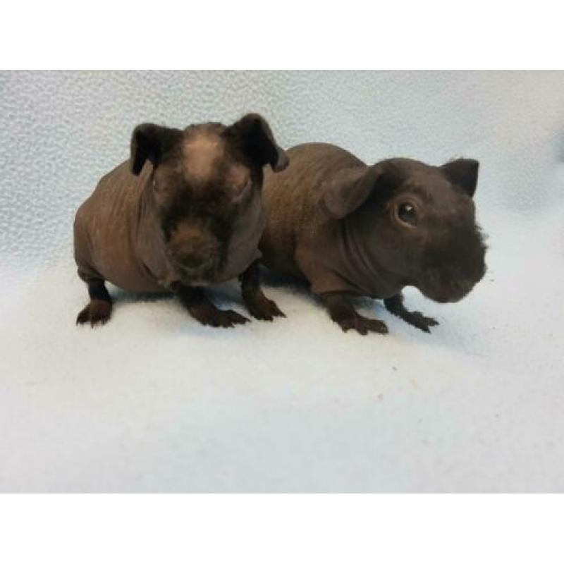 2 skinny cavia zeugjes mogen bijna verhuizen