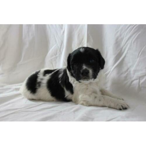mooie friese stabij pups