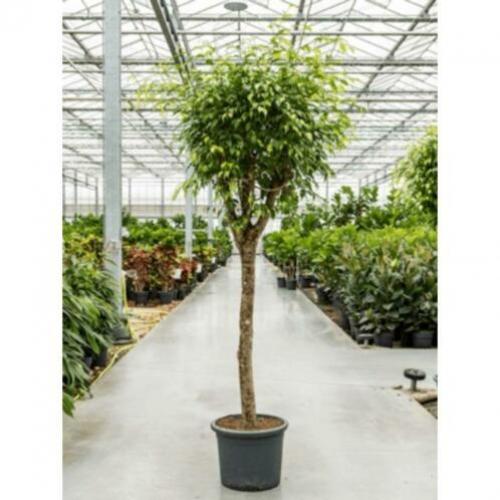 Ficus Benjamina 'columnar' - Treurvijg - Waringin 230-240cm