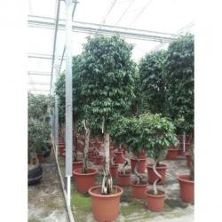 Ficus Benjamina 'columnar' - Treurvijg - Waringin 230-240cm